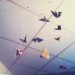 Civil twilight: Studio birds